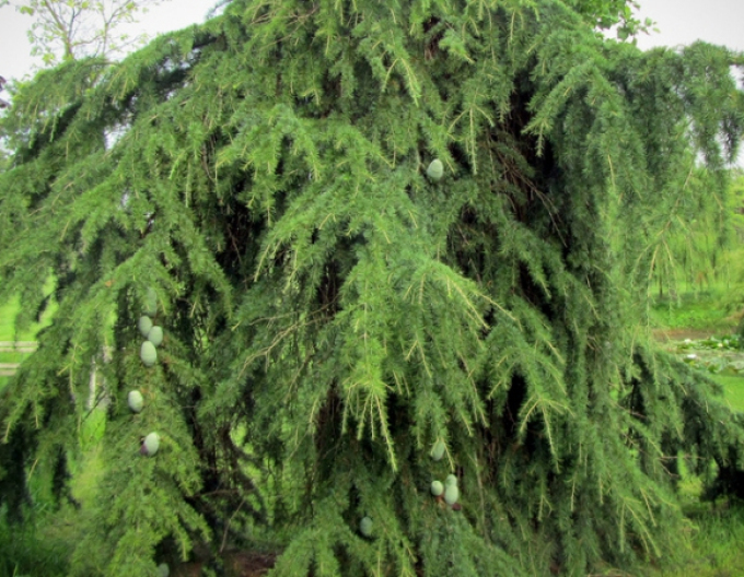 Himálajský cedr ´Pendula´ 150/170cm