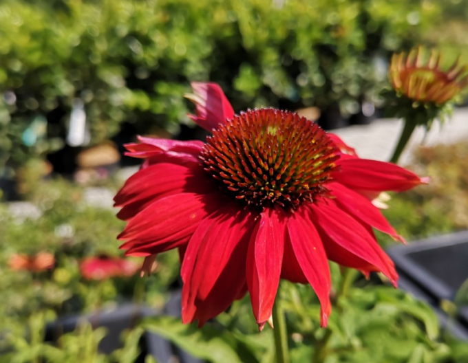 Třapatkovka nachová Lakota Red
