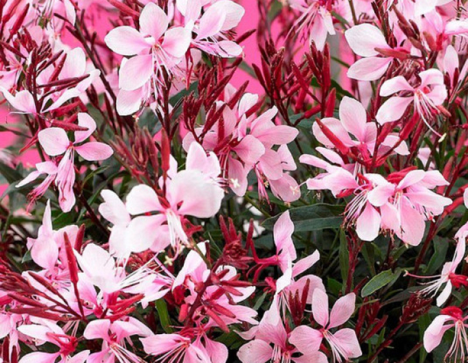 Gaura ´Gaudi Pink´