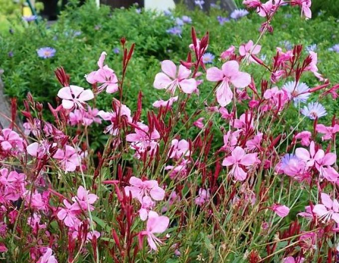 Gaura ´Gaudi Pink´