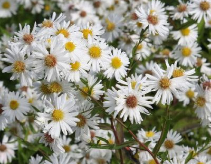 Astra novi-belgii ´White Ladies´