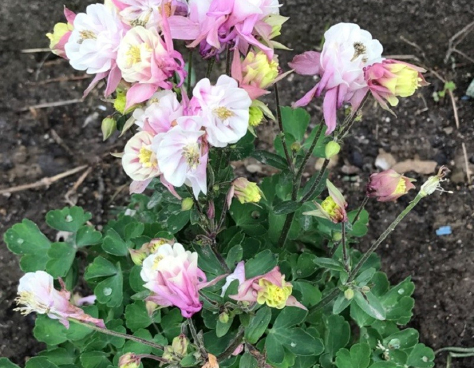 Orlíček obecný ´Winky Double Rose White´