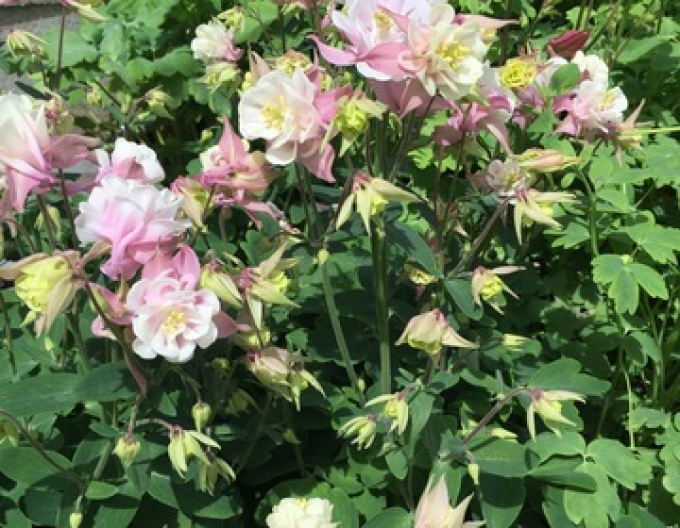Orlíček obecný ´Winky Double Rose White´