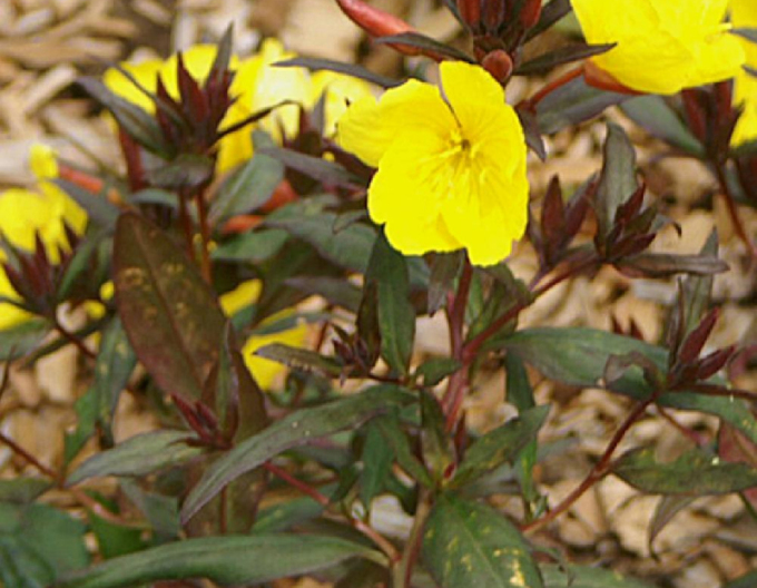 Pupalka Sonnenwende