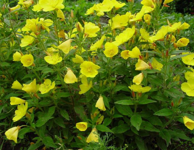Pupalka Sonnenwende