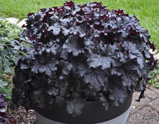 Heuchera ´Black Taffeta´