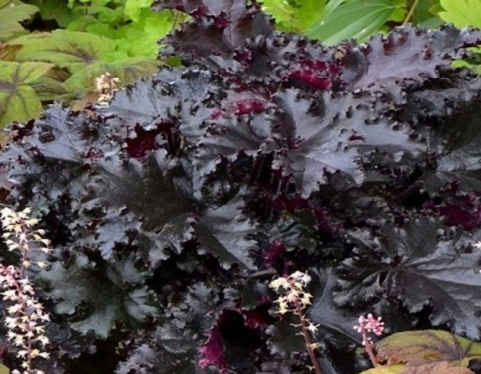 Heuchera ´Black Taffeta´