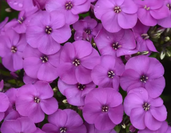 Plamenka latnatá  Ka - Pow Purple