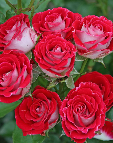 Stromková růže ´Red White´