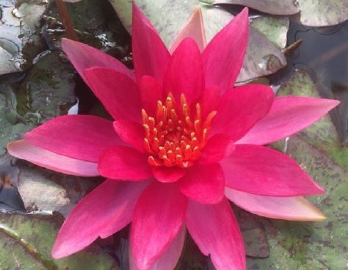 Lekno ´Lucida´