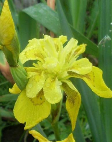 Kosatec  Flore Pleno