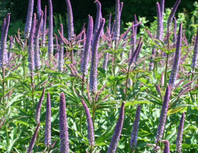 Veronicastrum ´Red Arrows´