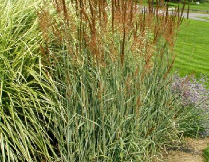 Sorghastrum nutans ´Indial Steel´