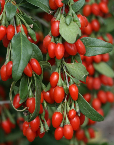 Kustovnice čínská Grosfruchtig