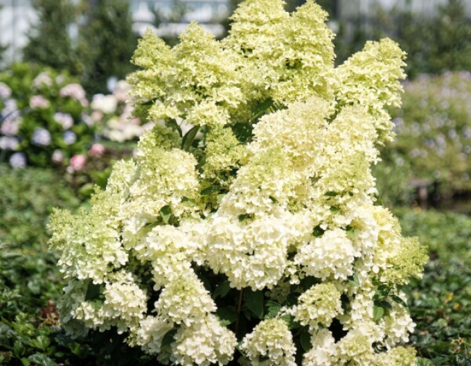 Hortenzie Magical Lime Sparkle