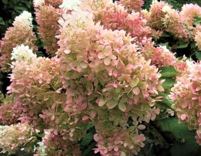 Hortenzie Magical Lime Sparkle