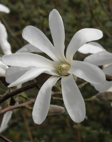 Magnolia japonská