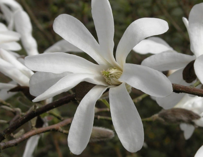 Magnolia japonská na kmínku