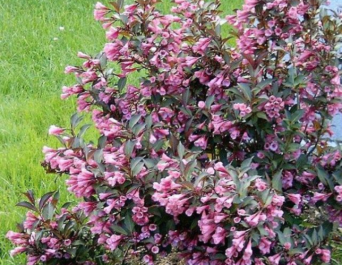 Weigelie květnatá Nana Purpurea