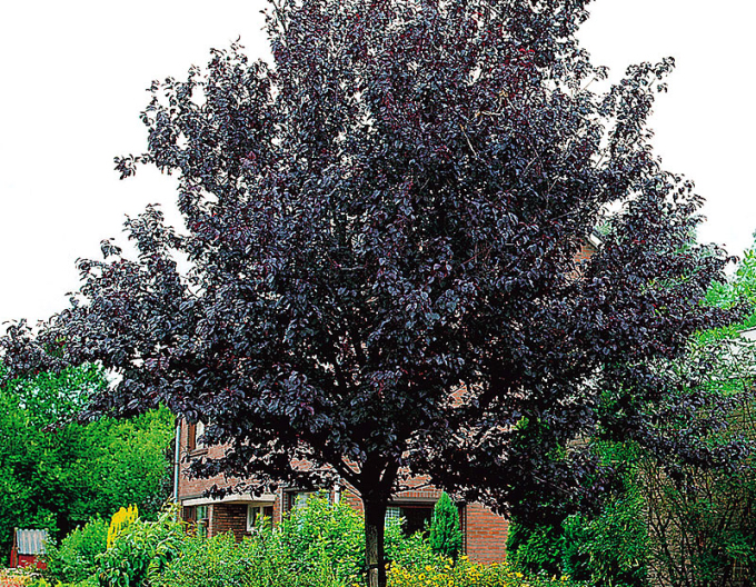 Třešňová švestka ´Nigra´