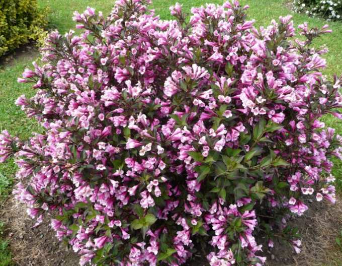 Weigelie květnatá Nana Purpurea