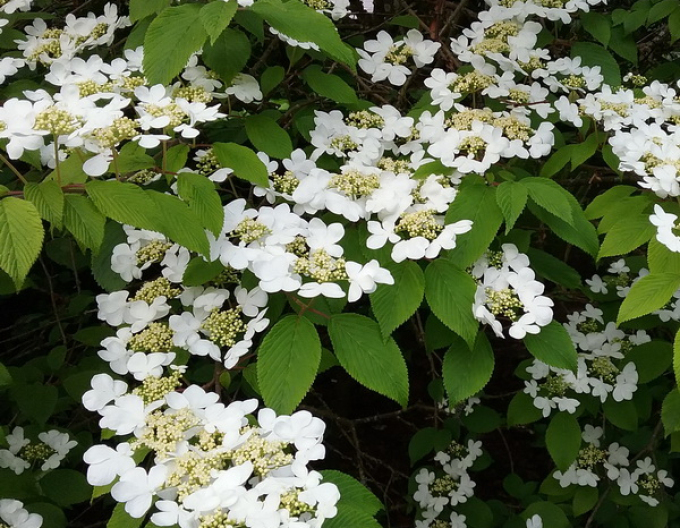 Japonská kalina Cascade