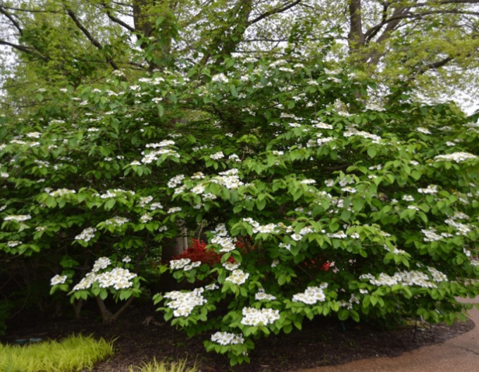 Japonská kalina Cascade