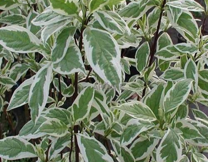 SIBIRICA VARIEGATA
