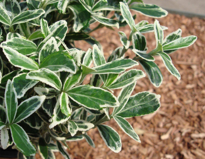 Brslen japonský Grey Beauty