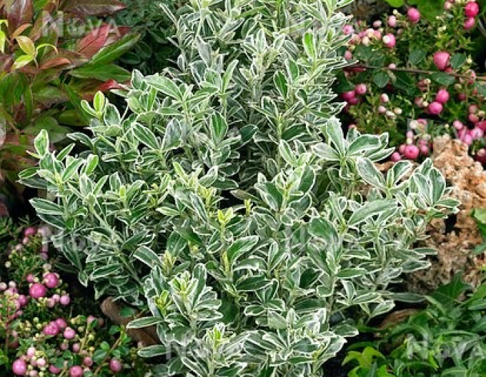 Brslen japonský Grey Beauty