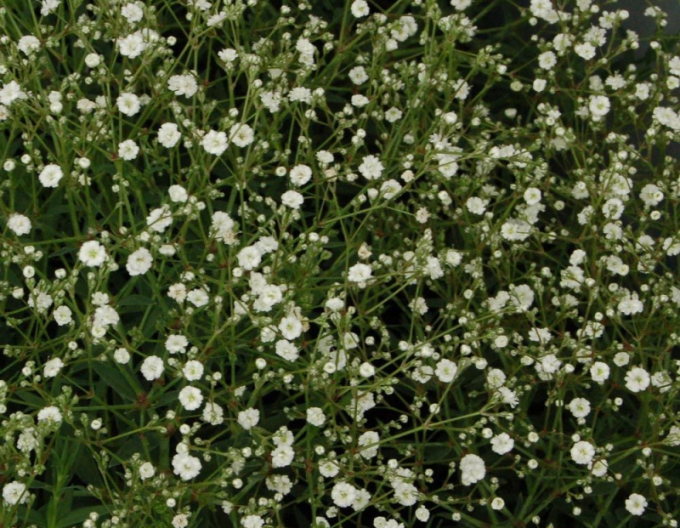 Šater latnatý ´Summer Sparkles´