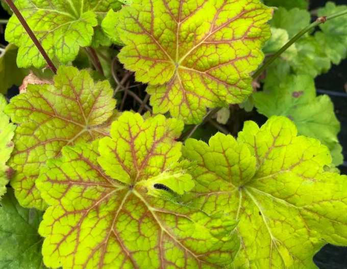 Heuchera ´Electra´