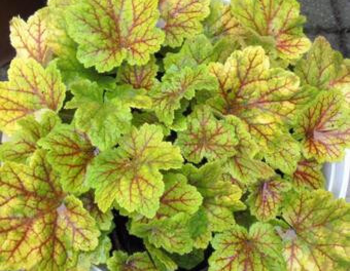 Heuchera ´Electra´