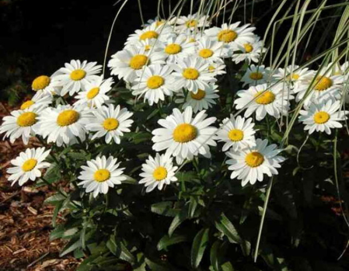 Kopretina ´Sweet Daisy Rebecca´
