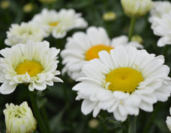 Kopretina ´Sweet Daisy Rebecca´