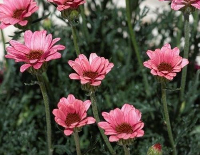 Rhodanthemum Zagora Pink