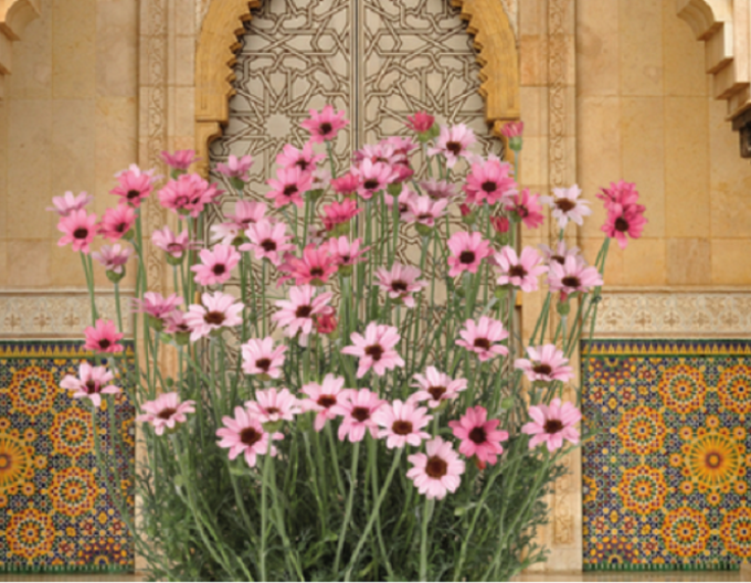 Rhodanthemum Zagora Pink