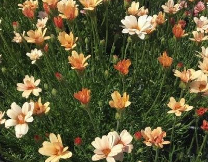Rhodanthemum Zagora Orange