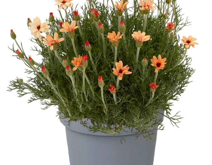 Rhodanthemum Zagora Orange