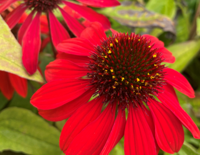 Echinacea Sombrero Sangrita