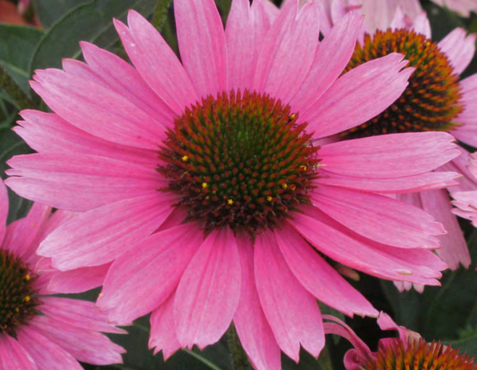 Echinacea Papallo Compact Rose
