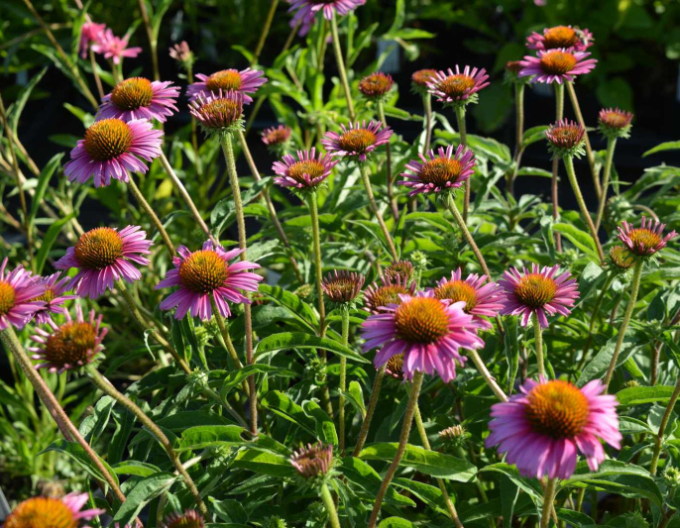 Echinacea Papallo Compact Rose