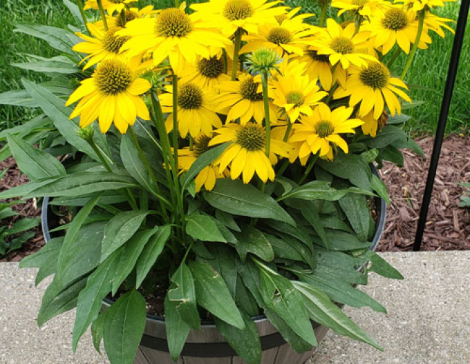 Echinacea Papallo Compact Yellow