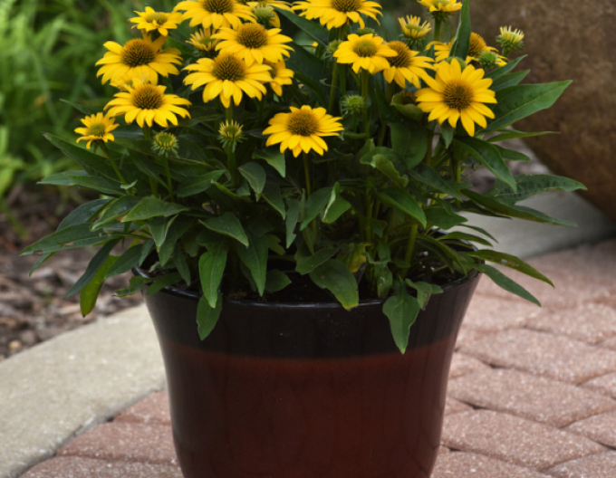 Echinacea Papallo Compact Yellow