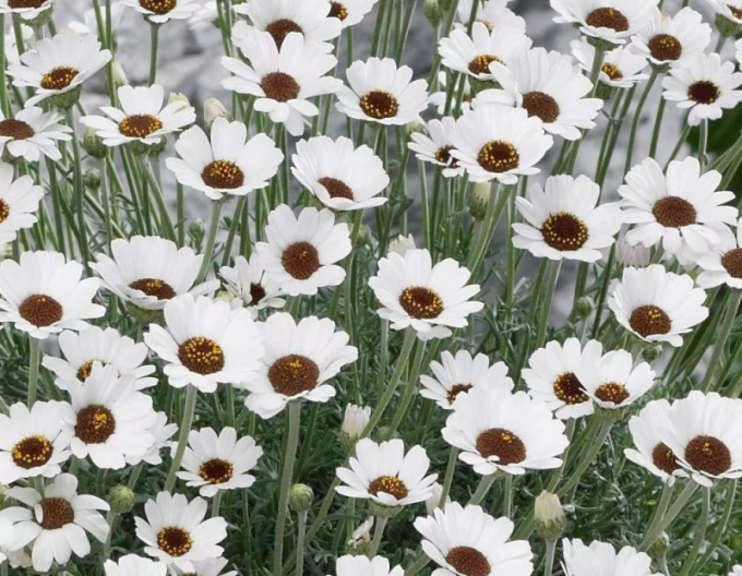 Rhodanthemum Casablanca