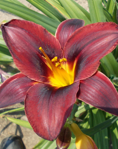 Denivka Starling