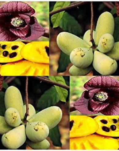 Muďoul trojlaločný ´Paw Paw´ - Banán severu