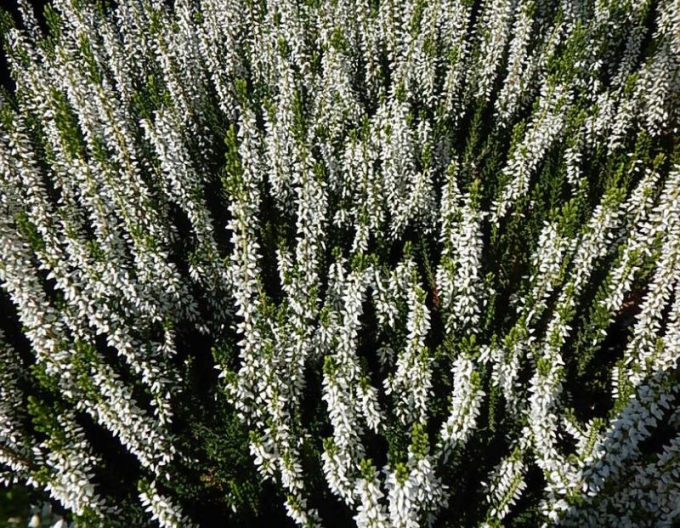 Vřes obecný Madonna