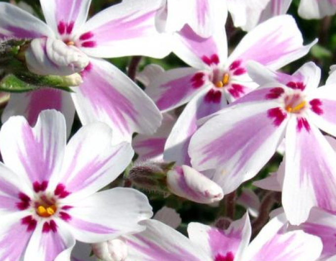 Plamenka Candy Stripes