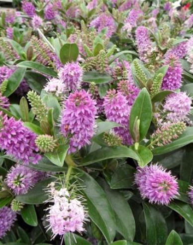 Hebe Addenda ´Donna Nikka Paars´